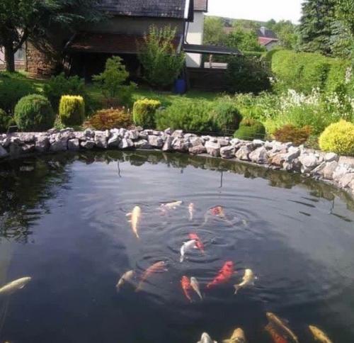 Такой маленький прудик, а сколько от него радости.