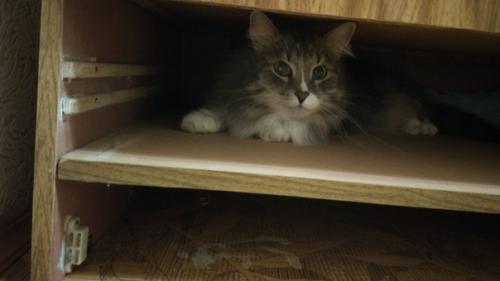 Обновила старый шкаф, который остался от прежних владельцев квартиры. 02