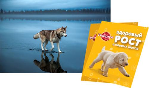 Какие элементы дизайна можно найти в природе. Природа лучший мастер дизайна